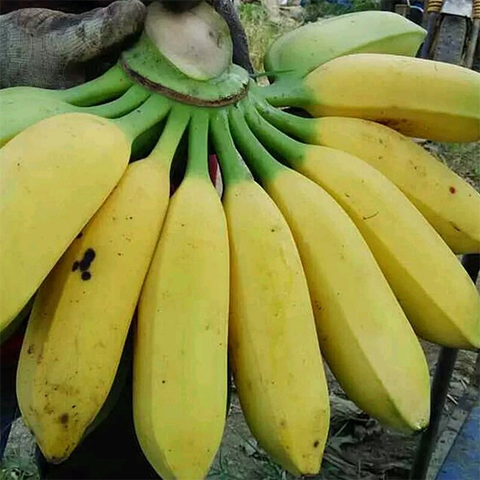 广东大蕉新鲜水果芭蕉酸甜非小米香蕉海南皇帝粉蕉banana 5斤包邮