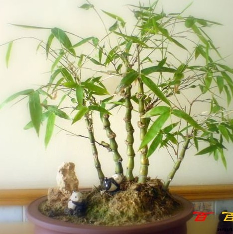 阳台桌面花卉观赏竹子佛肚竹状如佛肚形状奇特室内盆栽【佛肚竹】