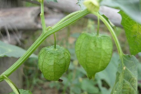 新鲜现采野生灯笼草小益母草夏枯草泡泡草痄腮 天泡子纯果灯笼泡