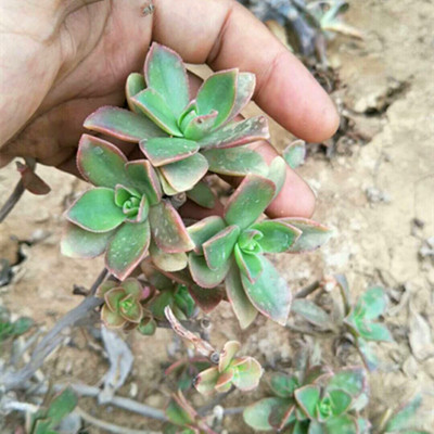 标题优化:进口多肉植物组合清棚包邮稀有品种红姬花卉园艺乐趣味微景观赏