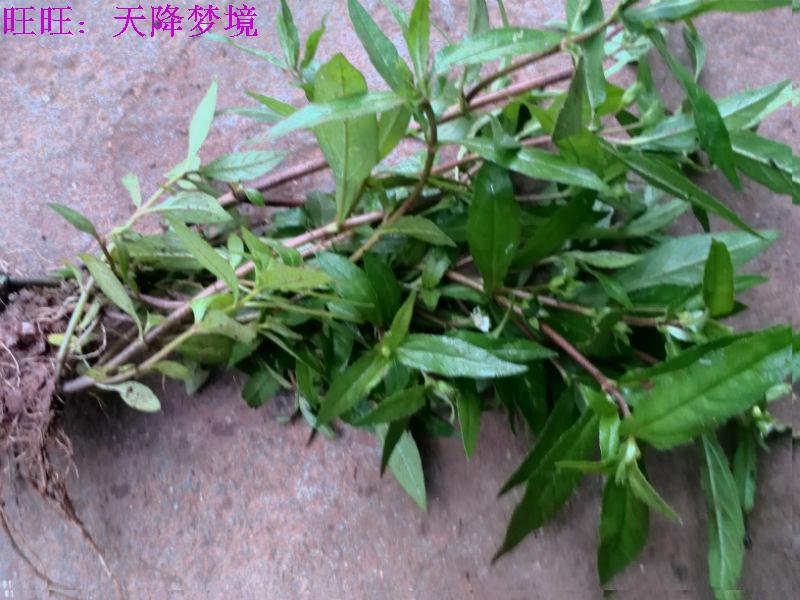 新鲜旱莲草 墨旱莲鳢肠草 乌发强肾 擦老鼠痣 500克现采现发