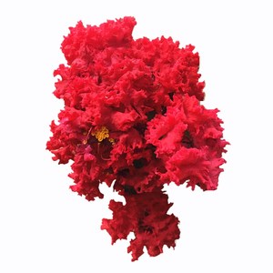 美国红火箭紫薇苗包对版火箭红大苗红花紫薇树苗庭院别墅盆栽地栽