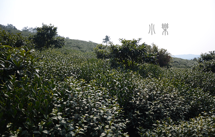 从半山腰到山顶,茶树,果树相间种植着,碧螺春茶叶的果香就是这样来的.