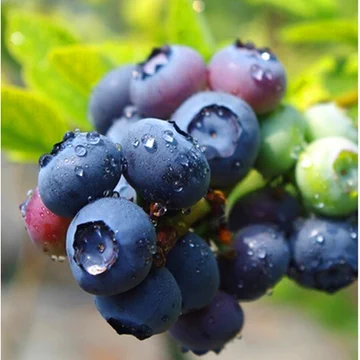 蓝莓鲜果新鲜大果现摘现发孕妇宝宝蓝莓水果[30元优惠券]-寻折猪