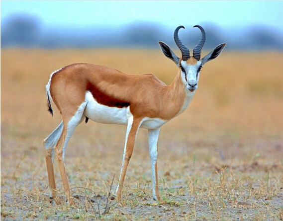 Ý nhuộm lông cừu Springbok Nam Phi, thảm lông nhập khẩu, hàng lựa chọn cao cấp, màu vàng có thể làm chất liệu túi - Thảm