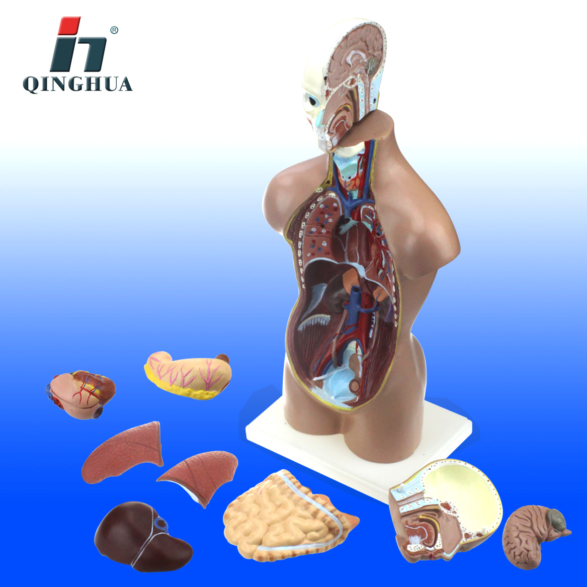 Research on Medical Human Organs of Biological Science and Education Instrument for Export of Human Head and Neck Trunk Model