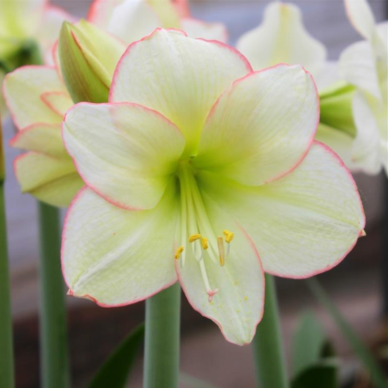 朱顶红俏江南花苗 黄花红边(热品库)