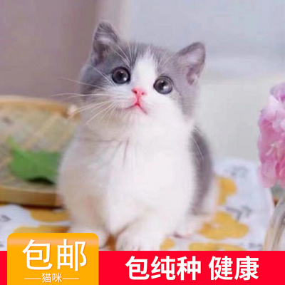 标题优化:纯种英短蓝白幼猫活体银渐层矮脚蓝猫暹罗小猫咪折耳猫幼体宠物猫