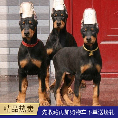 标题优化:杜宾犬幼犬纯种大型德系杜宾护卫犬出售赛级家养杜宾活体宠物狗狗