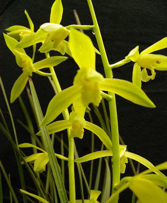 君君蘭苑帶花苞啦 蕙蘭花苗苗金岙素(金奧素)春節開花花香包郵_價格_