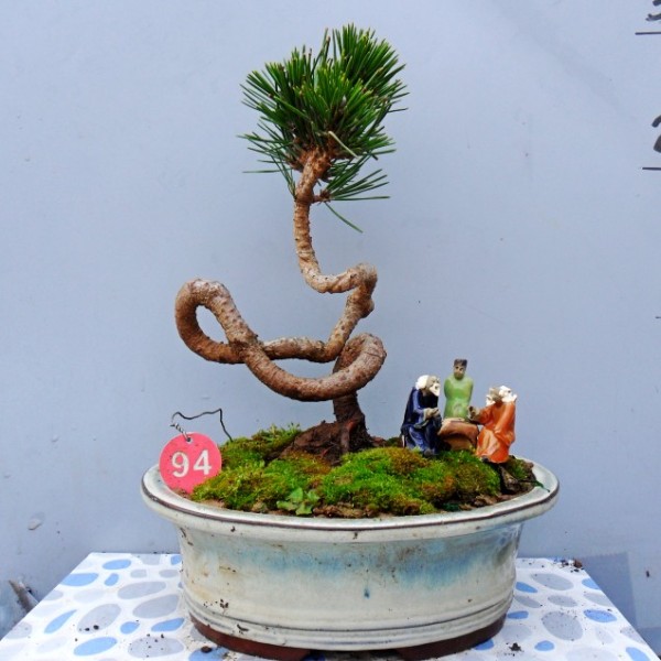 黑松华山松微型盆景 白芽松迷你盆栽 四季常青小品办公室绿植