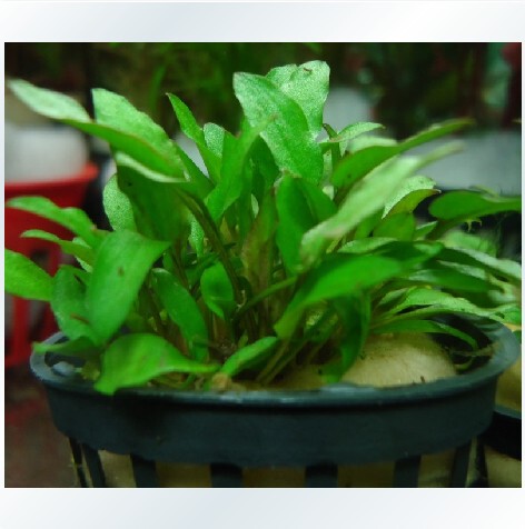 水草造景阴性草迷你椒小青椒温帝椒中景草全场水草满68元送黑壳虾