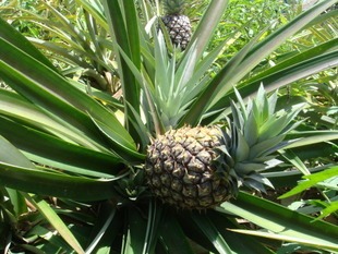 南方果树苗木/地菠萝苗/庭院盆栽 当年结果实物图 送生根粉