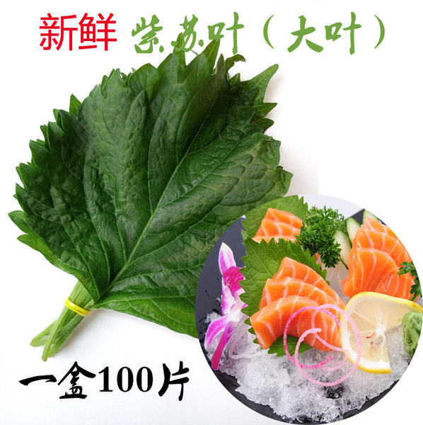 新鲜香料 紫苏叶 大叶 料理必备 一盒10小把约100片 刺身料理大叶