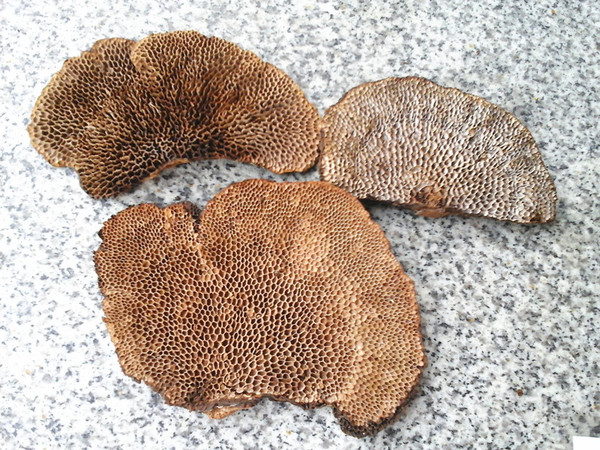 野生蜂窝灵芝 西藏野生毛蜂窝菌 家庭养生珍品 纯天然250克包邮