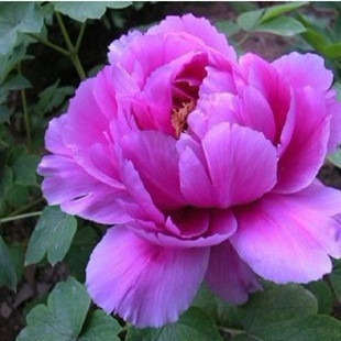 牡丹花苗 国色天香 雍容华贵牡丹花 紫重楼 盆栽花卉