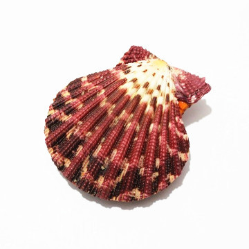 满66包邮★天然精致油画海扇蛤 4cm 贝壳/海螺/装饰/摆设/鱼缸