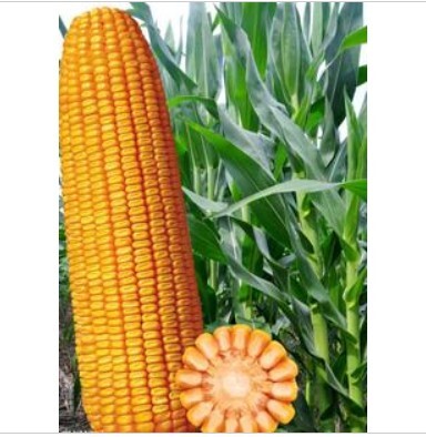 批发优质玉米种子 德农正宗郑单958 亩产1400斤 10元一斤