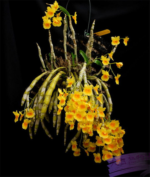 短棒石斛 石斛兰 兰花 下山野生石斛 花期3-4月 包邮 特价