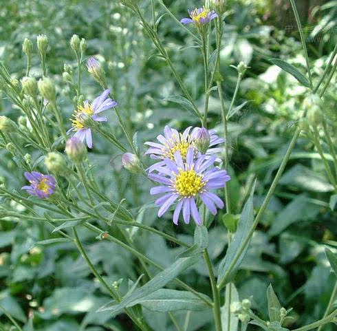 新鲜现采野生马兰 鱼鳅串 田边菊 路边菊 脾草