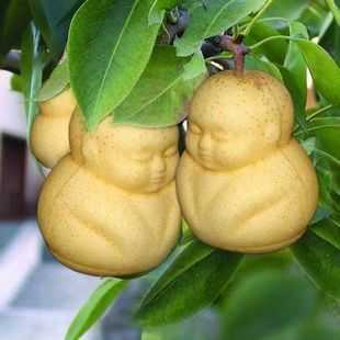 特价最新引进人参果 人形长生果树苗/人生果苗自花结果 可盆栽