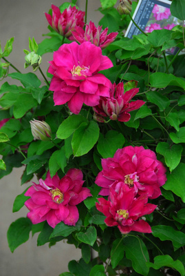 苗圃特价(红星)新品铁线莲爬藤攀援花卉植物盆栽一年苗当年开花