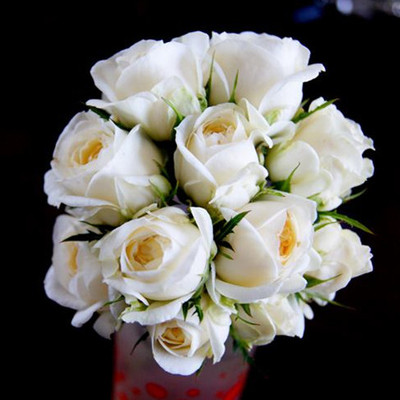 【琴川园艺】欧月月季 永恒的格林兰 白色大花微月直立勤花