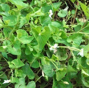 野生犁头草 白花地丁 白花堇菜 白地丁 白鸡口舌 白鸡血噶