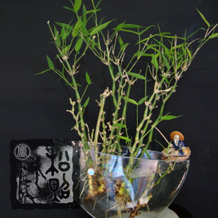 室内植物盆栽 【佛肚竹】水培竹子/桌面/办公/绿色/竹类/净化空气