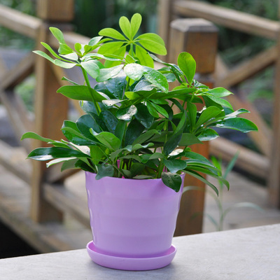 包邮鸭掌木七叶莲盆栽鹅掌柴鸭脚木吸甲醛净化空气八方来财绿植