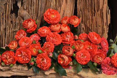 【喜螺月季】*由美子/尤美子(卡门)扦插苗