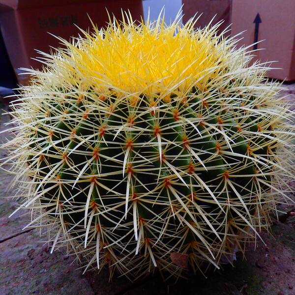 亿创 大金琥 美国金虎 仙人球盆栽 多肉防辐射植物 包邮 买三送一