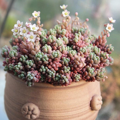 多肉植物|大姬星美人|多头群生 盆径7cm| 品相好