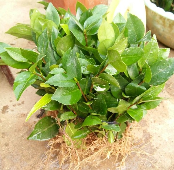 茶花苗山茶花室内外盆栽四季庭院高档花卉植物精品小苗 多棵包邮