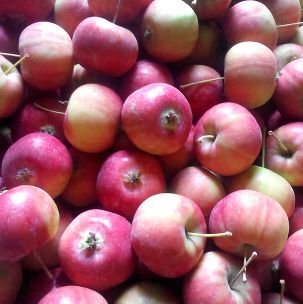 东北沙果大秋王 5斤一箱优惠装包邮保温箱网套包装新鲜水果