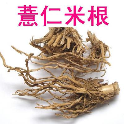 包邮-中药材 薏仁米根/薏苡仁根/薏米仁根 薏仁根打碗子根 500克