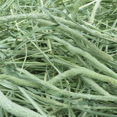 优质兔草提草提摩西草 兔子豚鼠 荷兰猪饲料兔子草粮 1斤包邮