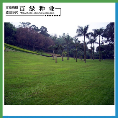 四季青不修草坪种子狗牙根修剪矮生美国草坪种子国四草超矮进口