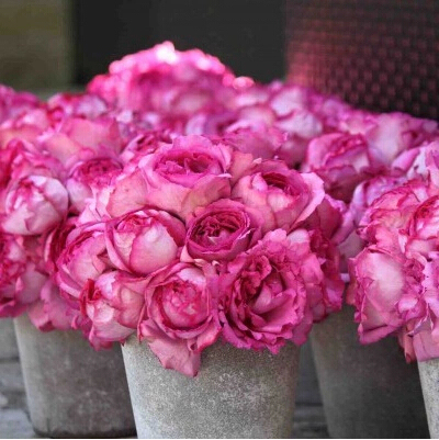 【木兰花】日月 藤本伊芙里奥月季花苗 浓香大花伊芙系列嫁接中苗