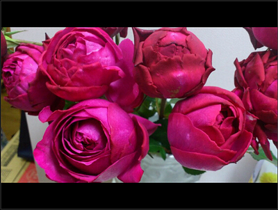 花思雨 伊芙系列新品切包月季:红宝石(ruby piaget)带花苞