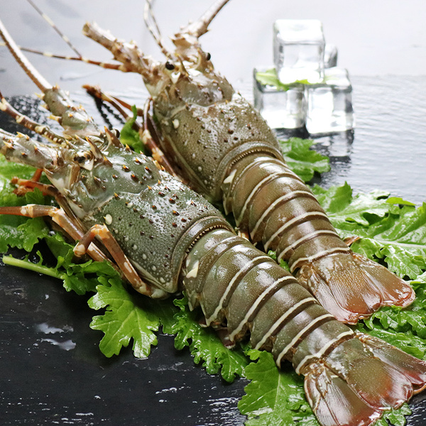 进口野生小青龙虾鲜活400g左右1只装 海鲜水产新鲜活冻野生龙虾