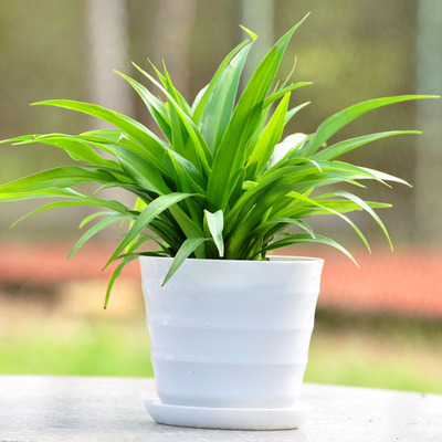 青叶吊兰 吸收有毒气体 绿色净化器 绿植 多肉盆栽花卉 室内花卉