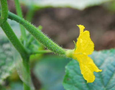 新鮮野菜小黃瓜花 黃瓜仔 黃瓜500g迷你黃瓜沙拉菜必備頂花嫩