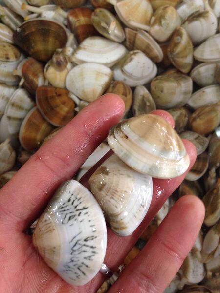 舟山海鲜 南沙贝