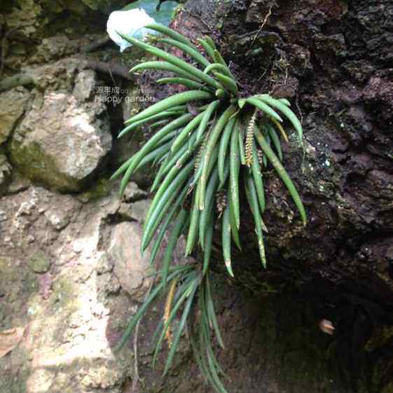 棒叶鸢尾兰广西野生附生兰花微景观造景