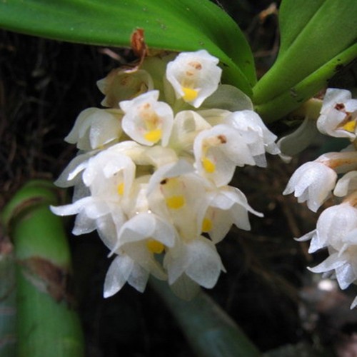 密花毛兰下山附生兰盆栽绿植花卉丛