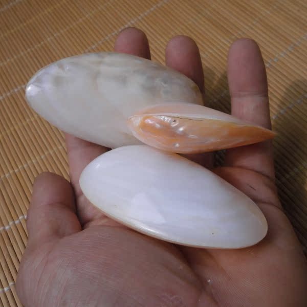 海螺贝壳工艺品珍珠双面蚌壳 创意礼物手把件 天然鱼缸摆件海洋风