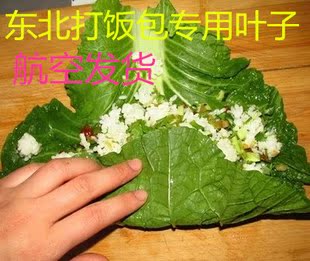 東北 飯包葉 飯包菜葉東北打飯包白菜葉農家肥大白菜打飯包蘸醬菜