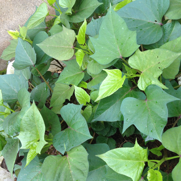 农家自种新鲜有机绿色天然红薯叶红薯苗红薯梗最健康的蔬菜