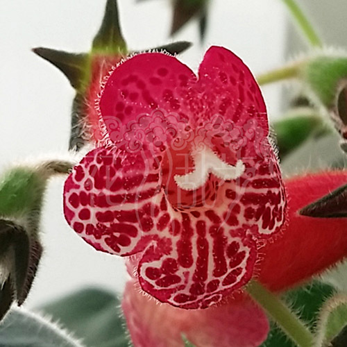 苦苣苔/花猫混合hybrid/叶片鳞茎小苗